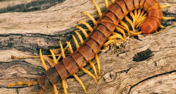 وجود أم أربعة وأربعين بالمنزل