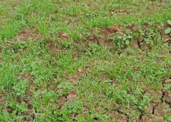 مبيدات حشائش القمح .. د. عبدالسلام المنشاوي: سلاح ذو حدين