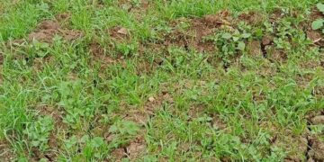 مبيدات حشائش القمح .. د. عبدالسلام المنشاوي: سلاح ذو حدين