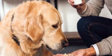 Petemed Pets Care Center