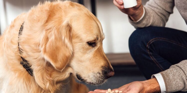 Petemed Pets Care Center