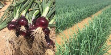 وقف تصدير البصل