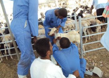 رقمنة أعمال الحجر البيطري