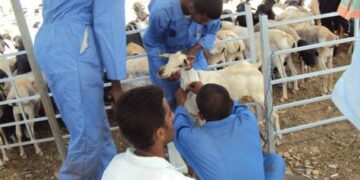 رقمنة أعمال الحجر البيطري