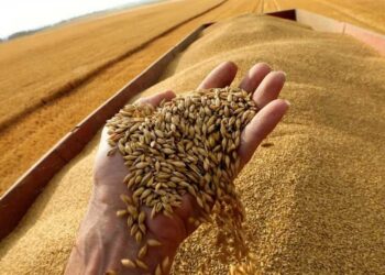 نقع تقاوي القمح