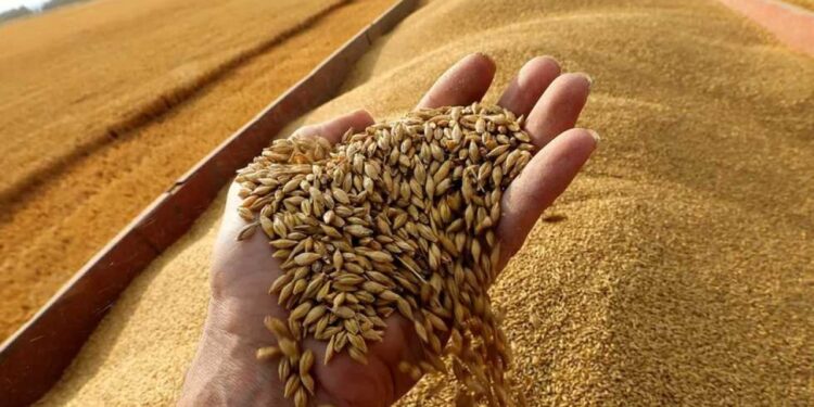 نقع تقاوي القمح