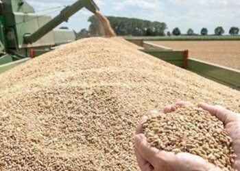 توريد القمح