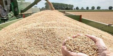 توريد القمح