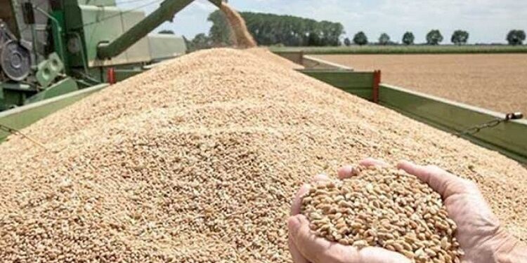 توريد القمح