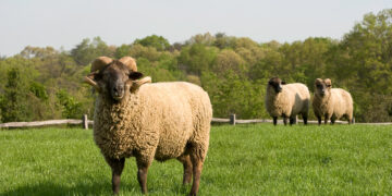 ذبح الأضاحي