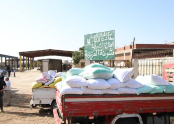 توريد القمح في شون البنك الزراعي بالشرقية