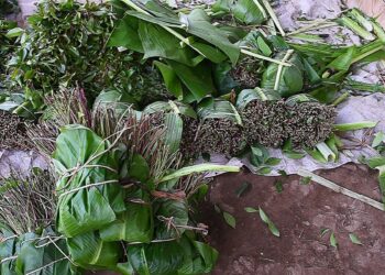 القات المخدر