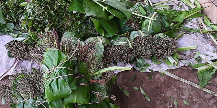 القات المخدر