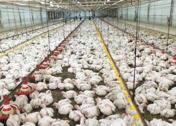 فيروس الدواجن