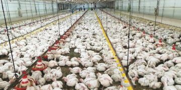 فيروس الدواجن