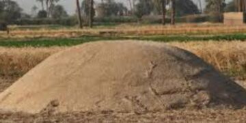 مخلفات القمح