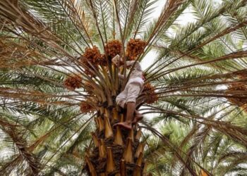 الزراعة في العقيق