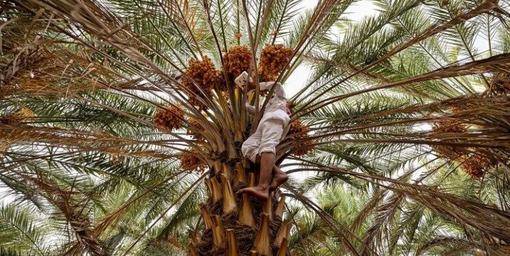 الزراعة في العقيق