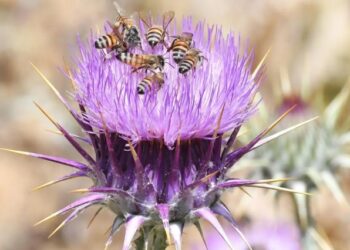 الزهور الموسمية