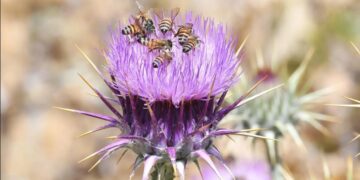 الزهور الموسمية