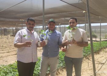 الزراعة تعلن تصدير 1.2 مليون شتلة فراولة