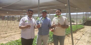 الزراعة تعلن تصدير 1.2 مليون شتلة فراولة