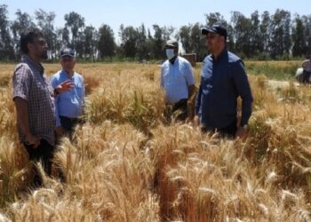 زيادة إنتاجية القمح