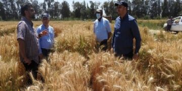 زيادة إنتاجية القمح