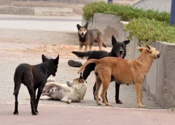 الكلاب الضالة