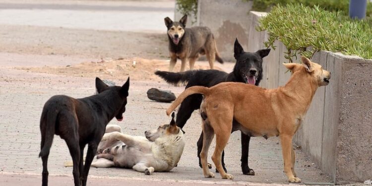 الكلاب الضالة