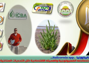 نبات الساليكورنيا