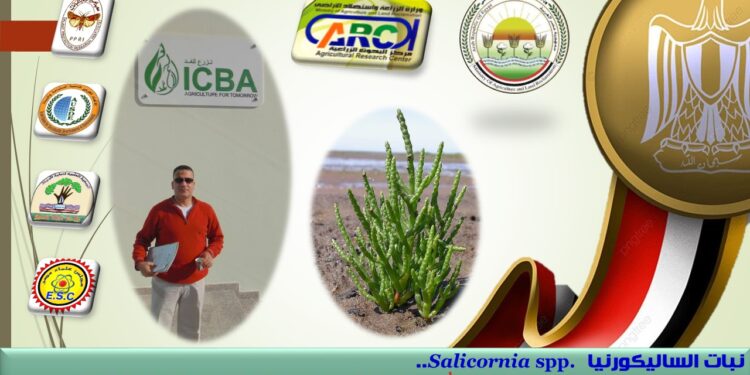 نبات الساليكورنيا